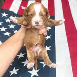 Roselle - Red  female Goldendoodle puppy in Sterling, Illinois from Charley's Goldendoodles