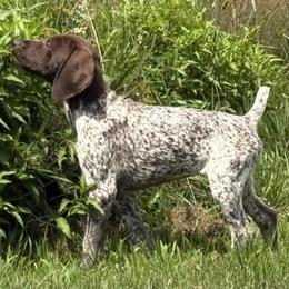 Girl 3 - White and liver female German Shorthaired Pointer puppy in Equinunk, Pennsylvania from AHHA Kennels