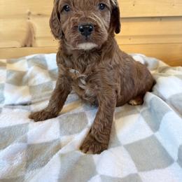 Girl 2 - Red female Irish Doodle puppy in Bloomfield, Iowa from Schooley Doodles