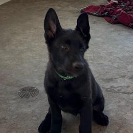 Grizz - Black male German Shepherd puppy in Emmett, Idaho from AngelDay Shepherds