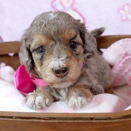 Bernedoodle and Goldendoodle Puppies from Doodles are Amazing