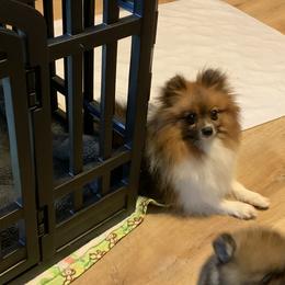 Shasta - Pomeranian