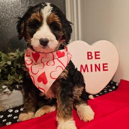 Green collar - Tri-color female Bernedoodle puppy in Shelby, North Carolina from Forever Grateful Doodles