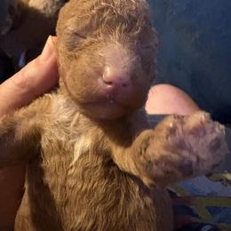 Ruby - Red female Shih Tzu puppy in Mattoon, Illinois from Jenkins Tzu and Poo’s