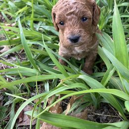 Cavapoo Puppies from Jorden’s Cavapoo’s