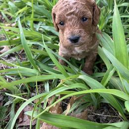 Cavapoo Puppies from Jorden’s Cavapoo’s