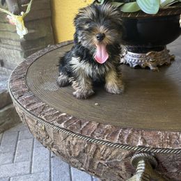 Ella 9 pounds - Black and gold female Yorkshire Terrier puppy in Naples, Florida from 🤎 Dreaming Puppies 🐶