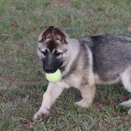 Blaze - Agouti and white male Gerberian Shepsky puppy in Gorman, Texas from Bransford Paw Pack/Timber Huskies