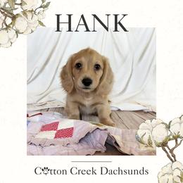 Hank - Cream male Dachshund puppy in Jenks, Oklahoma from Cotton Creek Dachshunds