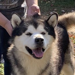 Rory - Alaskan Malamute