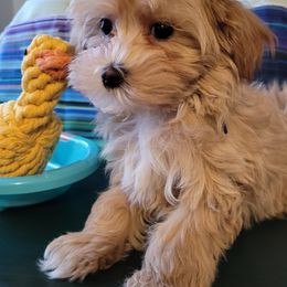 Assorted Doodle Crosses Puppies from Oasis Cotonpoos