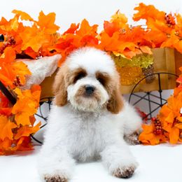 Aspen - Parti male Goldendoodle puppy in North Carolina from NC Doodle Puppies