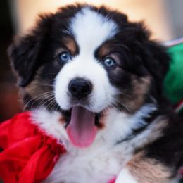 Miss Ella L. - Black tri-color female Australian Shepherd puppy in Paola, Kansas from Tiz Ranch