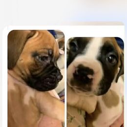 Girl 2 - Fawn female Boxer puppy in Statham, Georgia from Suarez AKC Boxers LLC