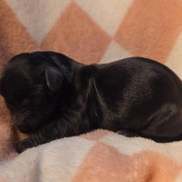 Storm - Brindle female Dachshund puppy in West Plains, Missouri from Spring Creek Dachshunds