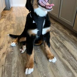 Bernese Mountain Dog Puppies from Lonesome Pine Farm