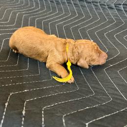 Yellow Collar - Red  female Goldendoodle puppy in Winchester, Tennessee from Mahaffey’s Doodles