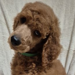Green boy - Red  male Poodle puppy in Toms River, New Jersey from Bayview Poodles