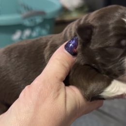 Boy 2 - Red & white male Miniature Australian Shepherd puppy in Bloomington, Indiana from Above All Aussies