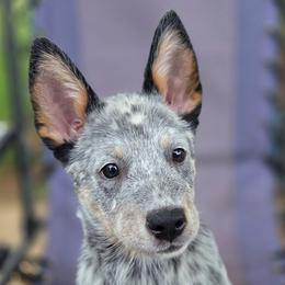 Shelby - Blue mottled female Australian Cattle Dog puppy in Knoxville, Tennessee from Shada Australian Cattle Dogs