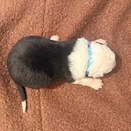 Ben - Black and white male Old English Sheepdog puppy in Acton, California from Fab OES