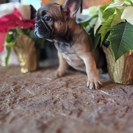 Dee dee - Fawn female French Bulldog puppy in Crane, Missouri from James River French Bulldogs