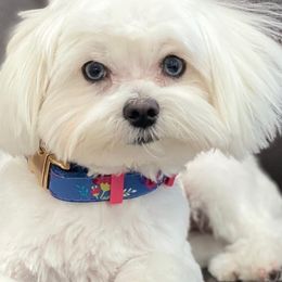 Assorted Doodle Crosses, Cavalier King Charles Spaniels, Cavapoos, Maltipoos, and Poodles from Little Teton Doodles