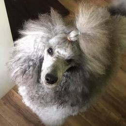 Dreidel - Poodle