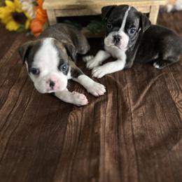 Boston Terrier Puppies from Baldwins Boston Terriers