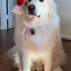 Great Pyrenees from Eagle Ridge Great Pyrenees