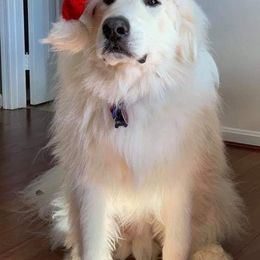 Great Pyrenees from Eagle Ridge Great Pyrenees