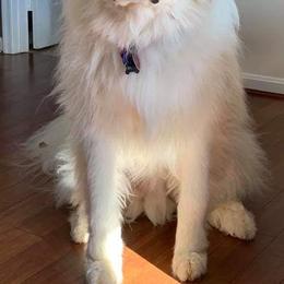 Great Pyrenees from Eagle Ridge Great Pyrenees
