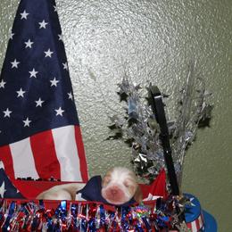 Lilly - Lemon and white female Basset Hound puppy in Dover, Arkansas from S&S American Bassets