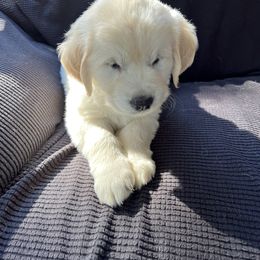 Golden Retriever Puppies from Evergreen Goldens
