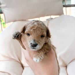 Blossom - Red female Maltipoo puppy in Vancouver, Washington from Pnwfamilydoodles