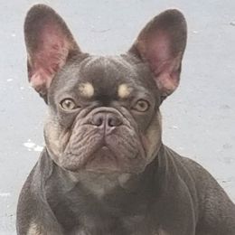 French Bulldogs from FrenchBulldog_AKC
