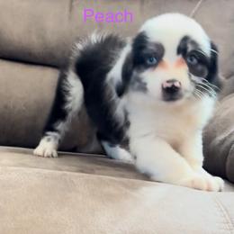 Miniature Australian Shepherd Puppies from Dutton's Show Me Farms