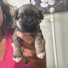 Sir Erving - Black & tan tri-color Maltipoo puppy in Southern,, California from Maltipoo Tiny Pups
