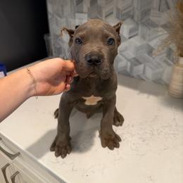 Gray Male 2 - Gray male Cane Corso puppy in Knoxville, Tennessee from Crowned Corso