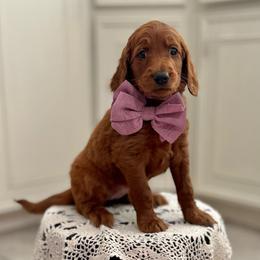 Twilight Sparkle- Purple - Red  female Goldendoodle puppy in Bay City, Texas from Charming Doods Goldendoodles