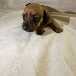 Girl 2 - Red female Dachshund puppy in Texarkana, Arkansas from Cadie Bounds
