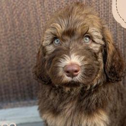Maverick - Brown and white male Saint Berdoodle puppy in Beach, North Dakota from Badland St. Berdoodles LLC