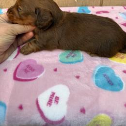 Male chocolate and tan longhair - Chocolate and tan male Dachshund puppy in Manteca, California from Sweet and Low Dachshunds