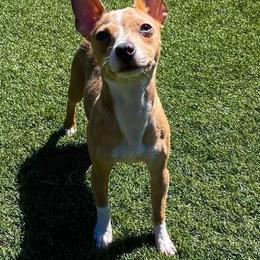 Jinx - Fawn and white female Teddy Roosevelt Terrier puppy in Gadsden, Alabama from Rich Cat’s