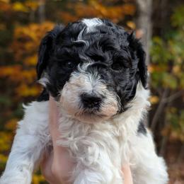 Alphonse - Parti male Poodle puppy in Salem Township, Maine from Moirae Poodles