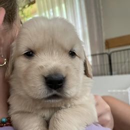 Golden Retrievers from LeBeau Goldens of Maine