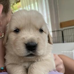 Golden Retrievers from LeBeau Goldens of Maine