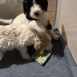Bernedoodle and Double Doodle Puppies from ETX Dandy Doodle