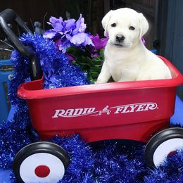 Boy 2 - Yellow male Labrador Retriever puppy in Lakeside, California from Labs To Love