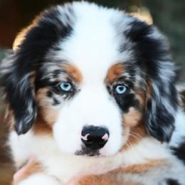 FIGG - Blue merle male Miniature American Shepherd puppy in Pasco, Washington from ROCK CREEK